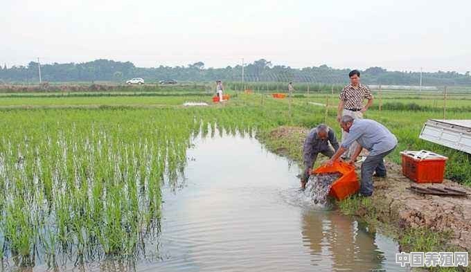 想稻田养鱼要哪些部门同意 - 中国养殖网