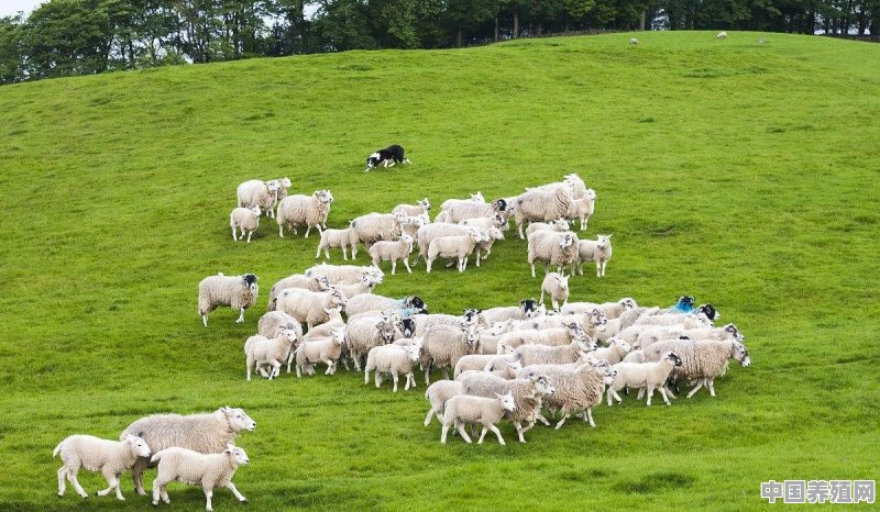 是散户养的羊好吃，还是农户养的羊好吃呢？怎样养好羊呢 - 中国养殖网