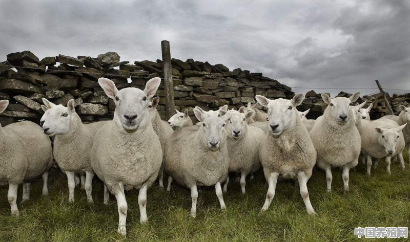 是散户养的羊好吃，还是农户养的羊好吃呢？怎样养好羊呢 - 中国养殖网