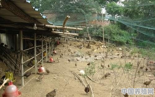 养殖野山鸡的效益怎么样 - 中国养殖网