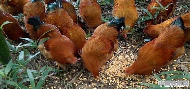 养殖野山鸡的效益怎么样 - 中国养殖网