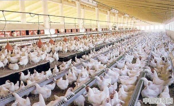 怎么样才能让鸡不再得鸡瘟 - 中国养殖网