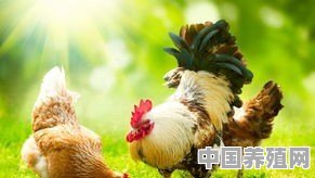 怎么样才能让鸡不再得鸡瘟 - 中国养殖网