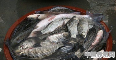 农村一些地方有句俗话叫“鱼不相蒜”，为什么煮鱼的时候不能放蒜 - 中国养殖网