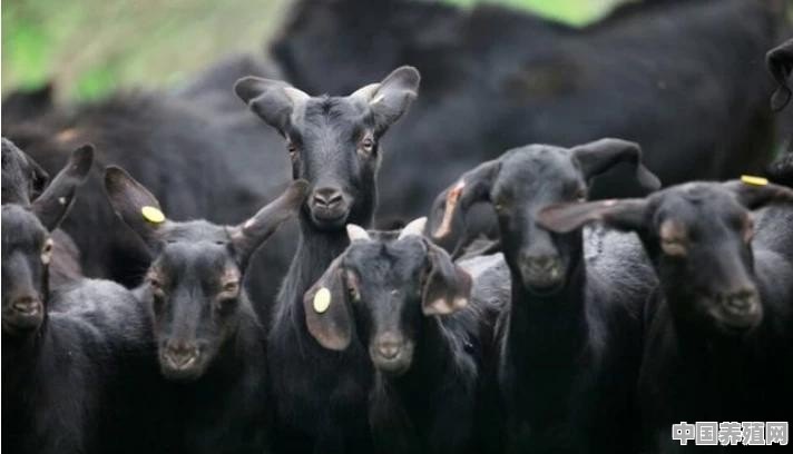 养殖100头黑山羊，需要投资多少 - 中国养殖网