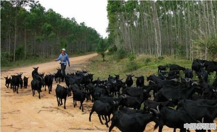 养殖100头黑山羊，需要投资多少 - 中国养殖网