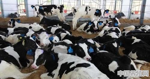 奶牛养殖前景怎样 - 中国养殖网