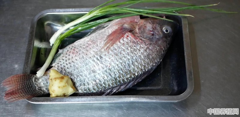 有没有一种既好吃又常见，刺又少最好还不贵的鱼 - 中国养殖网
