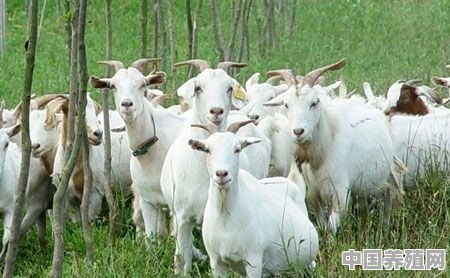 肉羊养殖要注意什么 - 中国养殖网