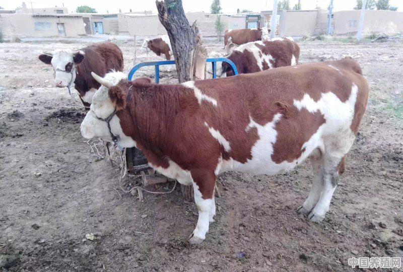 养殖奶牛，每年成本多少 - 中国养殖网
