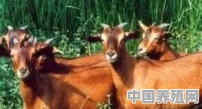 广东环境适合养殖什么品质羊 - 中国养殖网