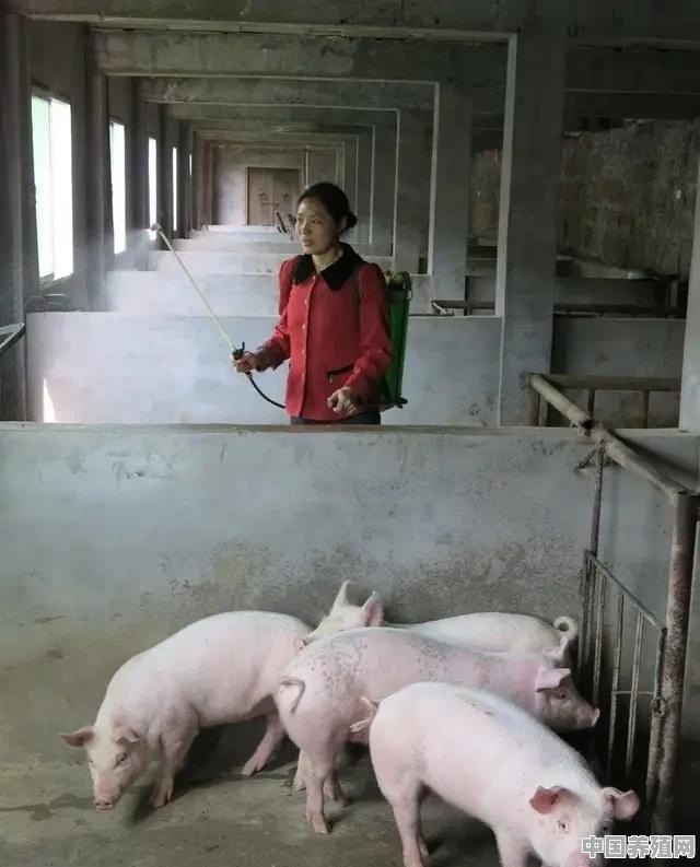 农村发展养猪有前途吗？现在养猪能赚钱吗 - 中国养殖网