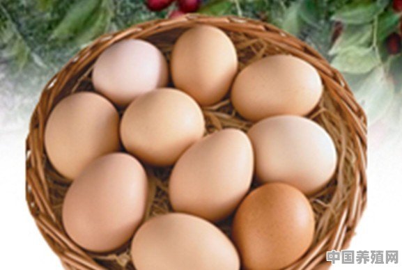 土鸡蛋为什么那么受欢迎？我们能买到真正的土鸡蛋吗 - 中国养殖网