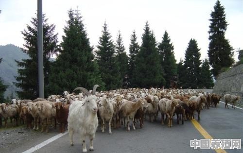羊群中的头羊是自然挑选还是人为培养的 - 中国养殖网