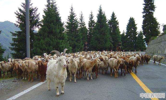 羊群中的头羊是自然挑选还是人为培养的 - 中国养殖网
