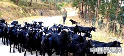 山羊有哪些生活习性？怎样利用这些习性养好山羊 - 中国养殖网