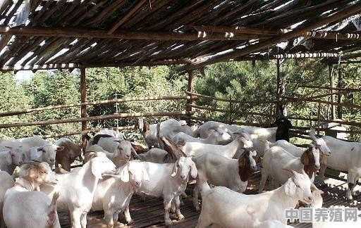 山羊有哪些生活习性？怎样利用这些习性养好山羊 - 中国养殖网