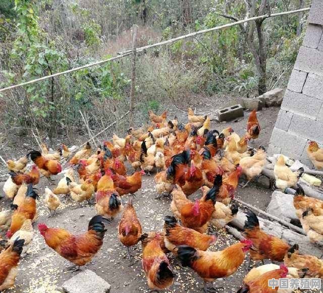 喂鸡的玉米粒需要剁碎吗？如何把鸡喂好 - 中国养殖网