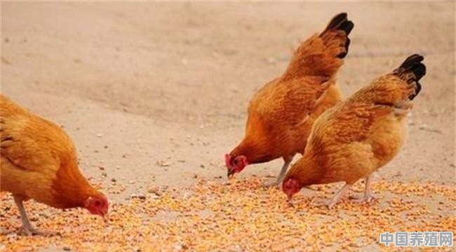 喂鸡的玉米粒需要剁碎吗？如何把鸡喂好 - 中国养殖网