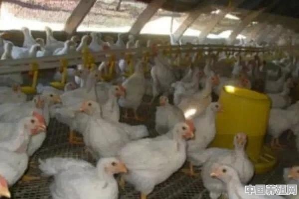 30天的白羽鸡控几个小时灯最好 - 中国养殖网