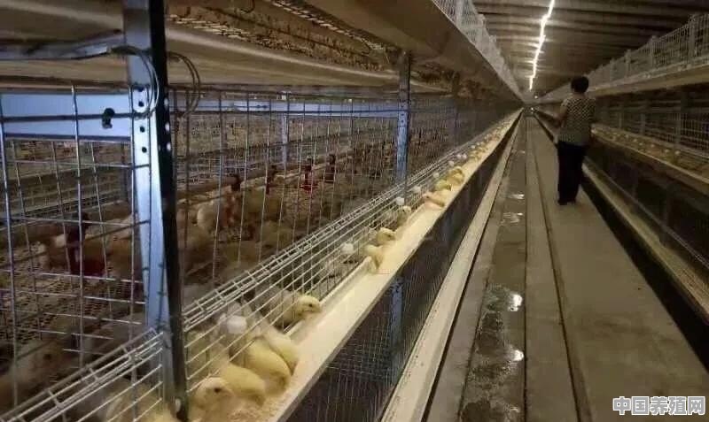 30天的白羽鸡控几个小时灯最好 - 中国养殖网