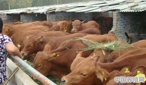 想做一个黄牛养殖场，对于牛圈的修建应该怎么做 - 中国养殖网