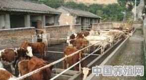想做一个黄牛养殖场，对于牛圈的修建应该怎么做 - 中国养殖网
