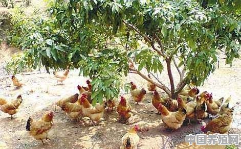 养鸡中草药配方有哪些？怎样才能减少养鸡喂药的成本 - 中国养殖网
