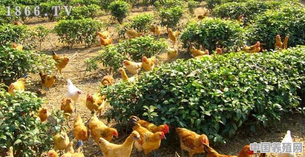 养鸡中草药配方有哪些？怎样才能减少养鸡喂药的成本 - 中国养殖网