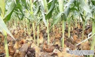 玉米地养土鸡真的可行吗？为什么 - 中国养殖网