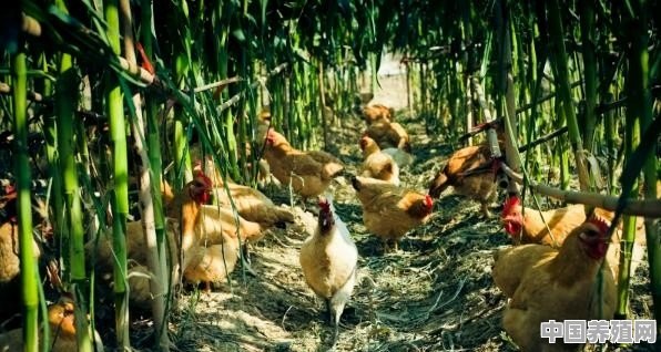 玉米地养土鸡真的可行吗？为什么 - 中国养殖网