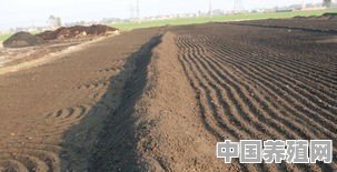 枣树基肥和追肥的施用原则是什么 - 中国养殖网