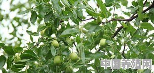 枣树基肥和追肥的施用原则是什么 - 中国养殖网