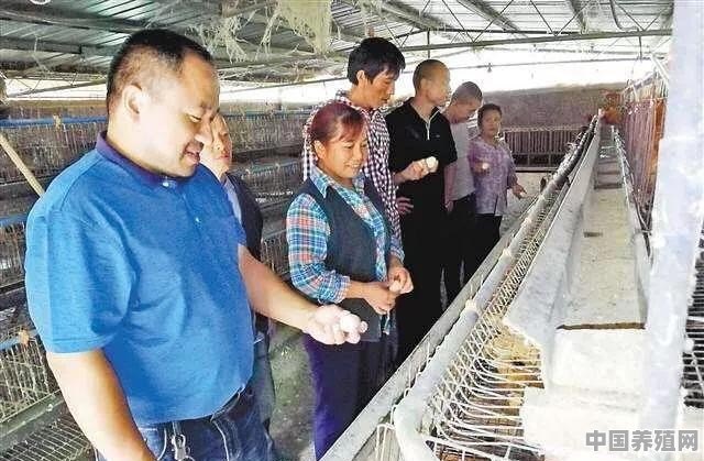让贫困户养殖土鸡，然后统一回收土鸡蛋，能够帮助贫困户脱贫吗 - 中国养殖网