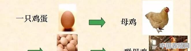 让贫困户养殖土鸡，然后统一回收土鸡蛋，能够帮助贫困户脱贫吗 - 中国养殖网