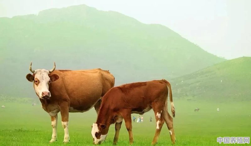 什么中草药可以预防牛生虫 - 中国养殖网