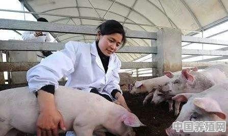 生猪价格持续低迷，养殖场如何减少成本，提升效益 - 中国养殖网