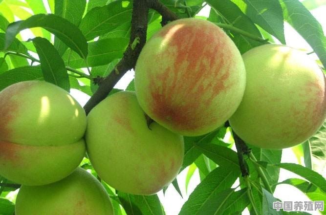 在种植桃树时，怎么做才能减少桃胶病的发生 - 中国养殖网