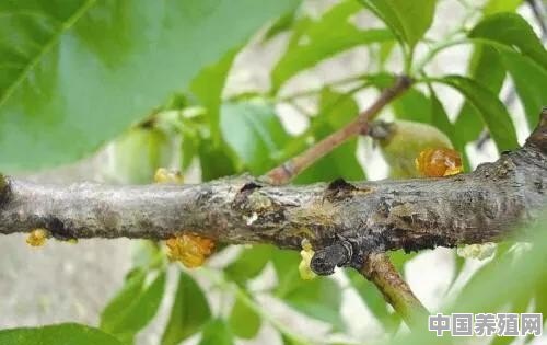 在种植桃树时，怎么做才能减少桃胶病的发生 - 中国养殖网