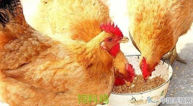 1000亩树林纯散养鸡下的鸡蛋，一点料都不喂，卖五十一斤贵不 - 中国养殖网