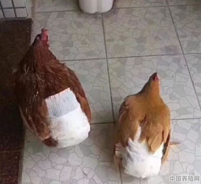广西玉林一人在家养鸡怕鸡屎，用尿不湿包鸡屁股是聪明行为吗 - 中国养殖网