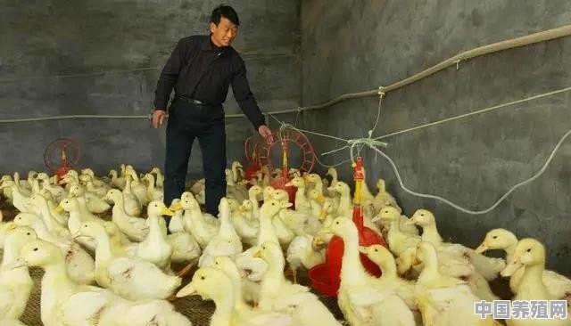 现在天气转冷，到底适不适合买鸭苗进行养殖 - 中国养殖网