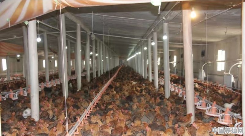 鸡光喝水是啥原因 - 中国养殖网