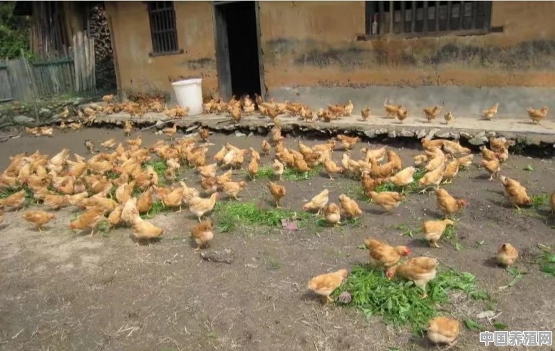 鸡光喝水是啥原因 - 中国养殖网