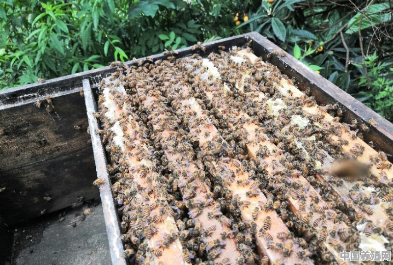 如何养土蜂 - 中国养殖网