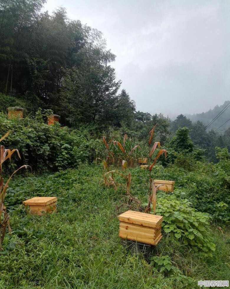 如何养土蜂 - 中国养殖网