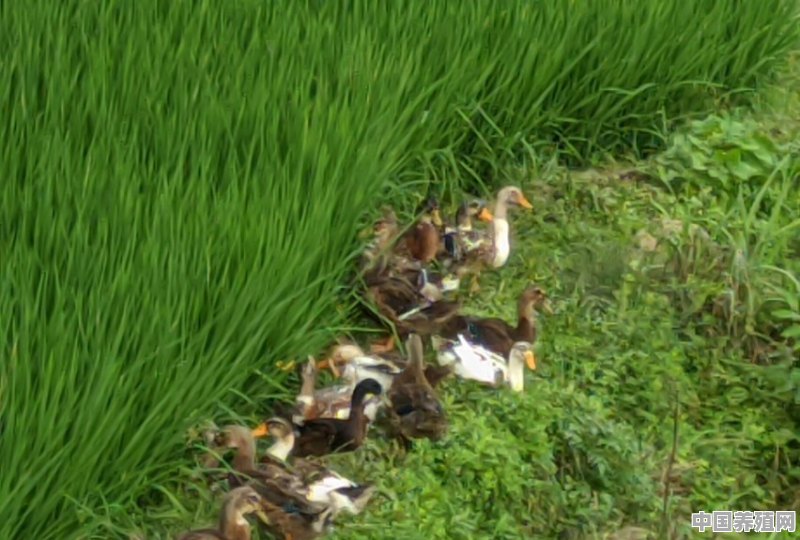 养鸭子什么的，拉屎怎么办 - 中国养殖网