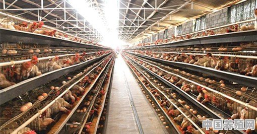 养三千只蛋鸡能赚多少钱 - 中国养殖网