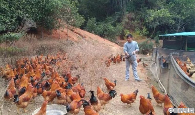 养三千只蛋鸡能赚多少钱 - 中国养殖网