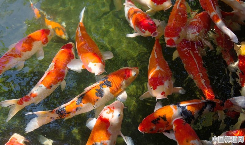 家庭养鱼繁殖一次需要几天 - 中国养殖网